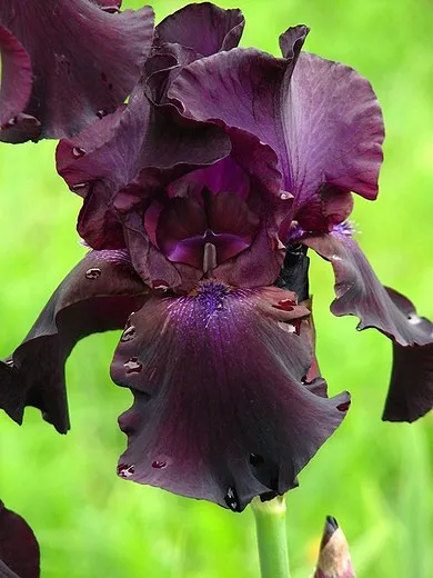 Iris 'Perstition' (Bearded Iris)