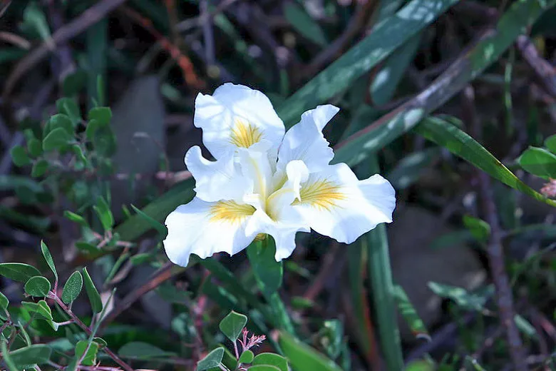 Iris douglasiana „Zăpada canionului” (Douglas Iris)