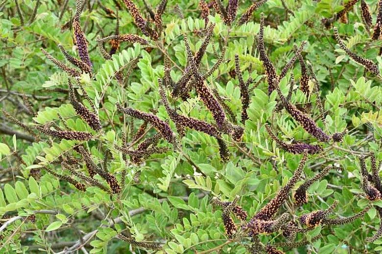 Amorpha canescens (olovnatá rastlina)