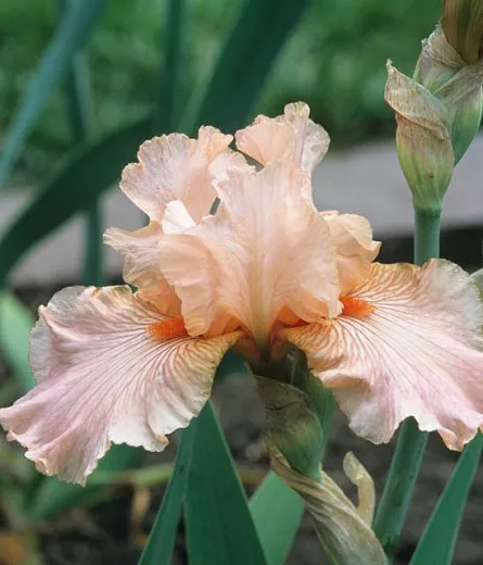 Iris 'Diamond Blush' (Reblooming Bearded Iris)