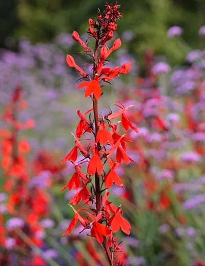 Lobelia cardinalis (kardinálny kvet)