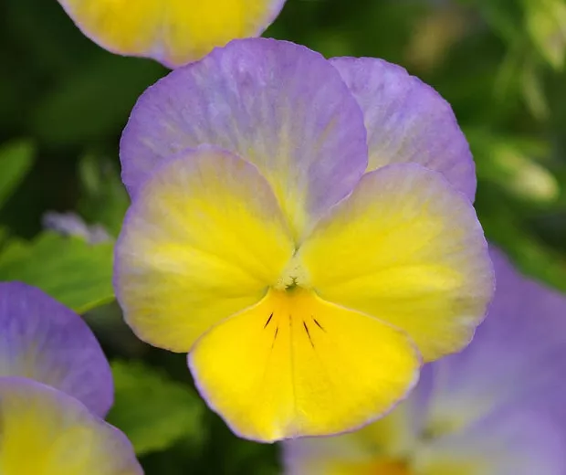 Viola cornuta 'Halo Lemon Frost' (rohatá fialka)