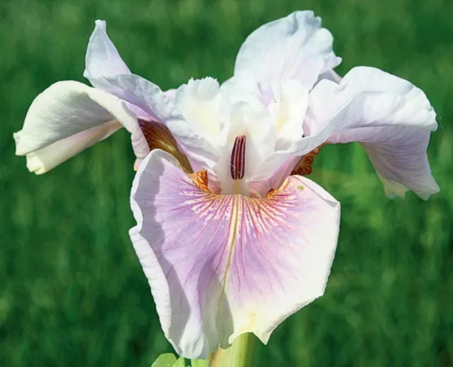 Iris sibirica 'Fond Kiss' (시베리아 아이리스)
