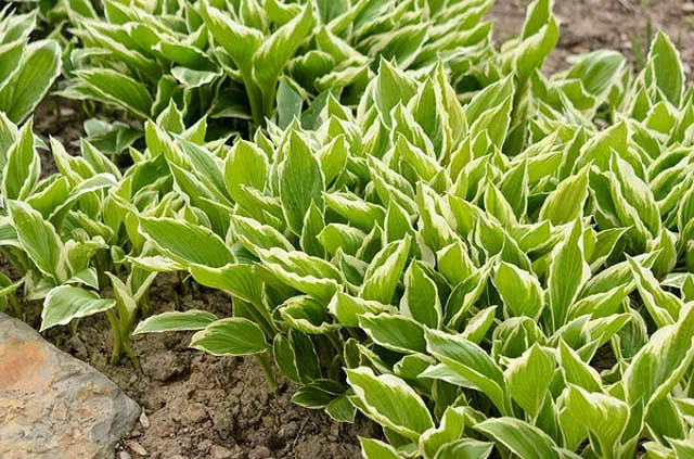 Hosta fortunei var. hyacinthina (Hyacinthine Plantain Lily)