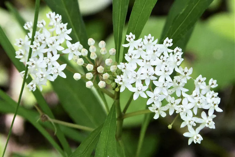 Asclepias perennis (Lapte acvatic)