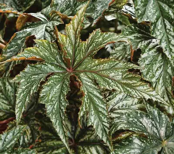 Begonia 'Gryphon' (Begonia Cane)