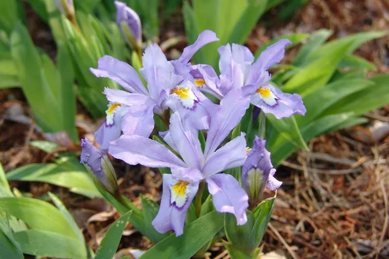Iris cristata (Iris chocholatý)