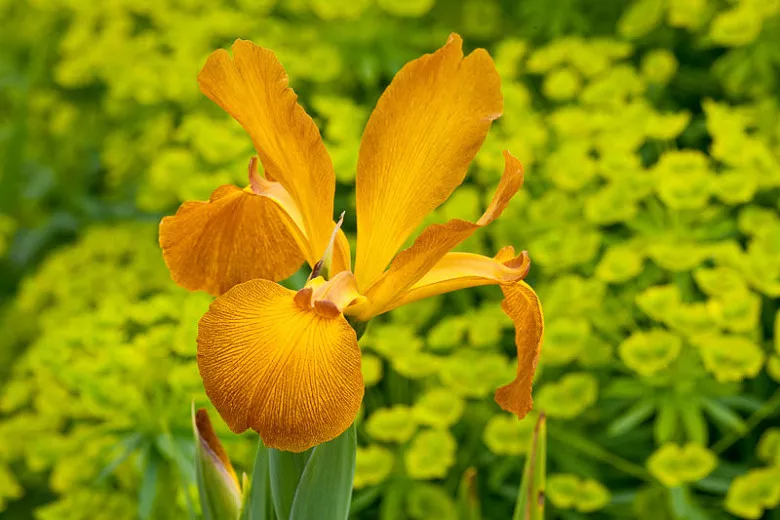 Iris spuria 'Sahara Sands' (Blue Iris)