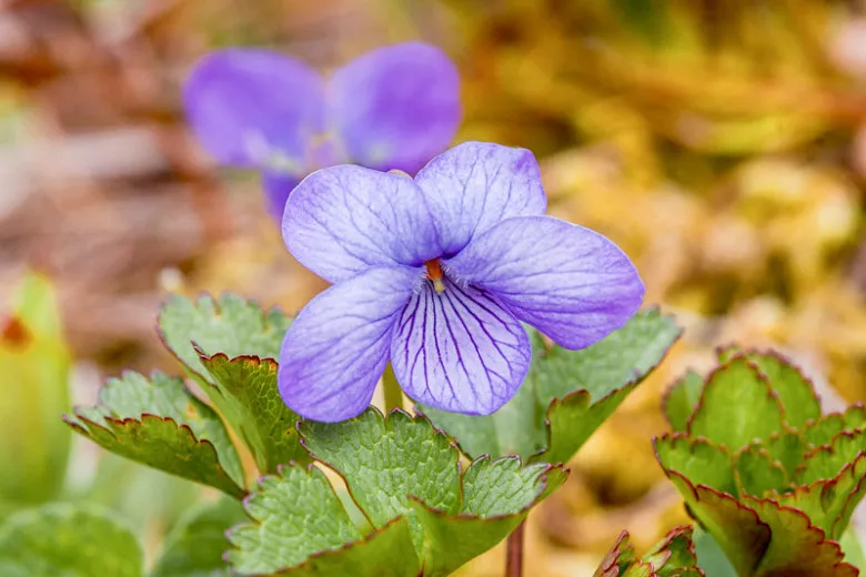 Viola langsdorffii (aljašská fialová)