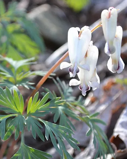 Dicentra canadensis (リス コーン)
