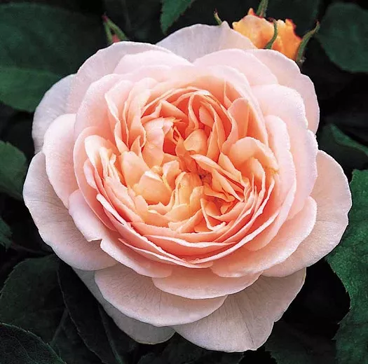 Rosa Sweet Juliet (rose anglaise)