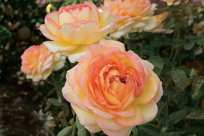 Rosa Centennial Star® (hybridná čajová ruža)