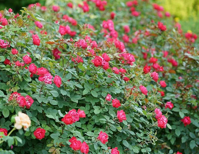 Rosa Oso Easy Double Red (Groundcover Rose)