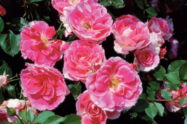 Rosa Carefree Wonder (kríková ruža)