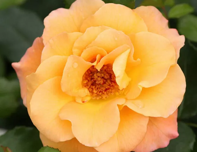 Rosa Suñorita® (kríková ruža)