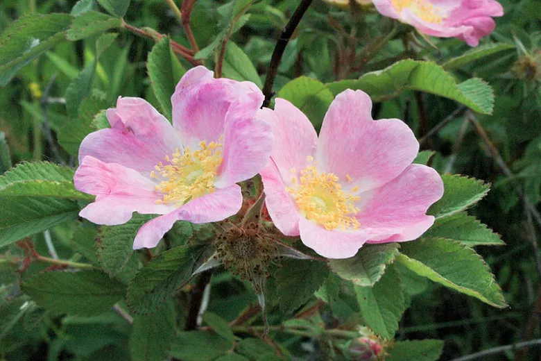 Rosa blanda (Skorá divoká ruža)