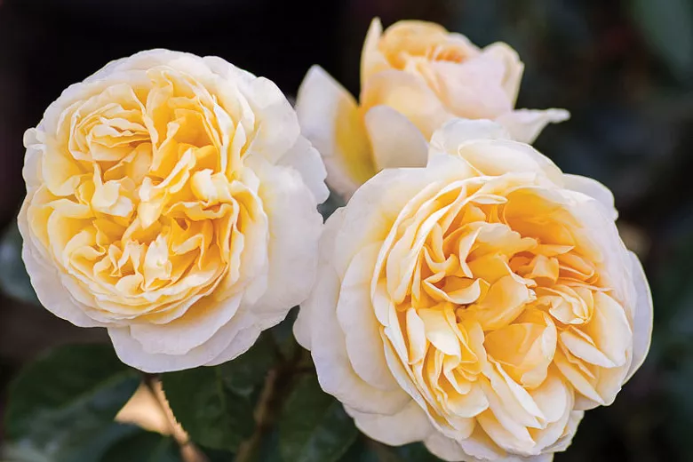 Rosa Moonlight Romantica® (hybridná čajová ruža)
