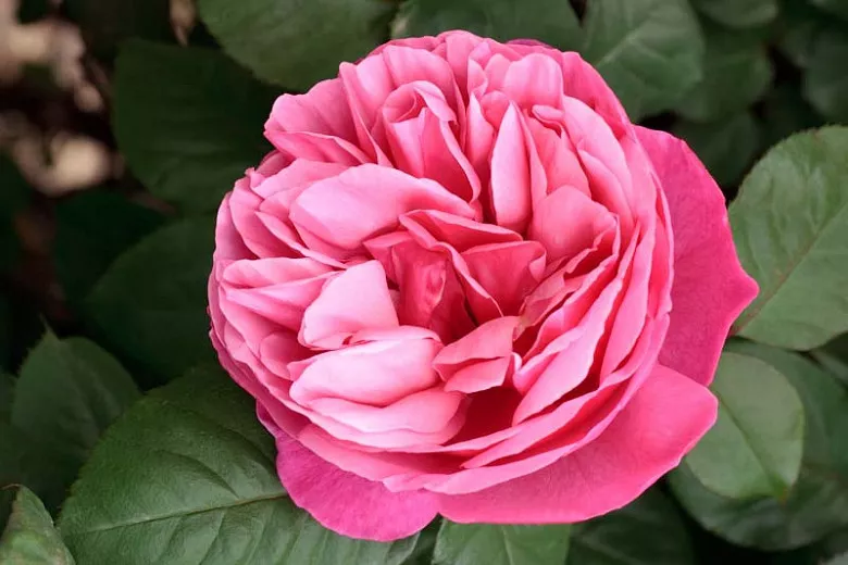 Rosa Dee-Lish® (hybridná čajová ruža)