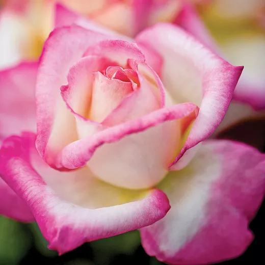Rosa California Dreamin'™ (hybridná čajová ruža)