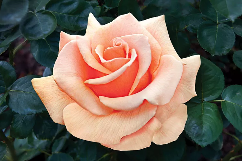 Rosa Brandy™ (hybridná čajová ruža)