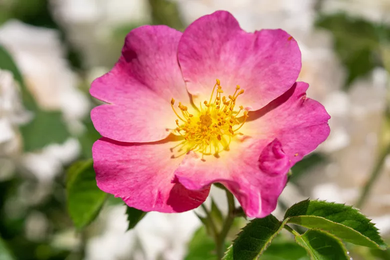 Rosa woodsii (západná divoká ruža)