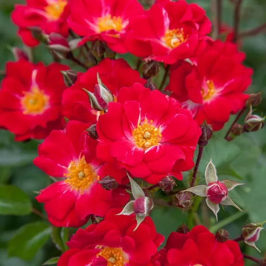Meidiland® Crimson Rose (Groundcover Rose)