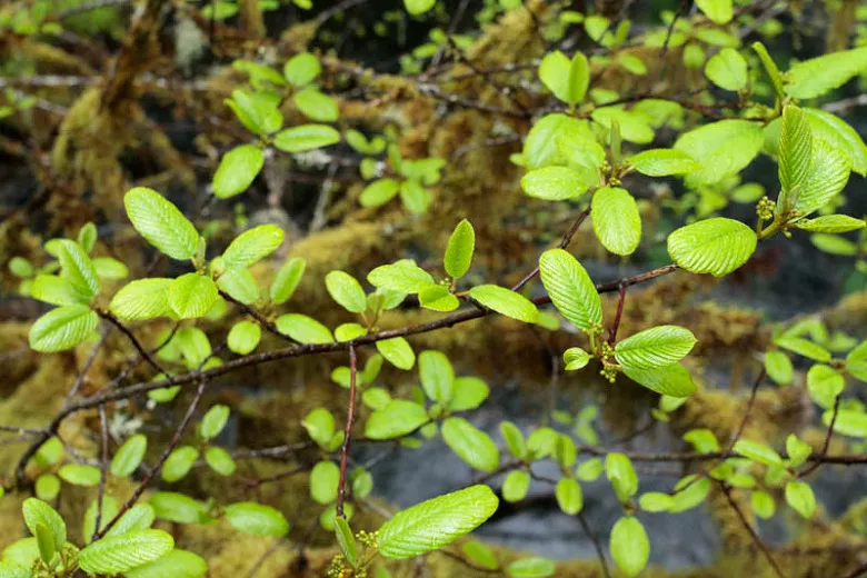 Frangula purshiana (Cascara Buckthorn)