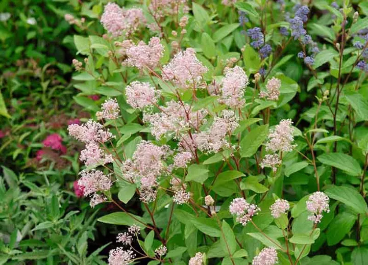 Ceanothus × pallidus 'Marie Simon' (lilas de Californie)