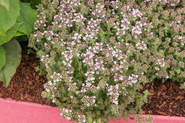 Thymus serpyllum 'Pink Chintz' (tymián plazivý)