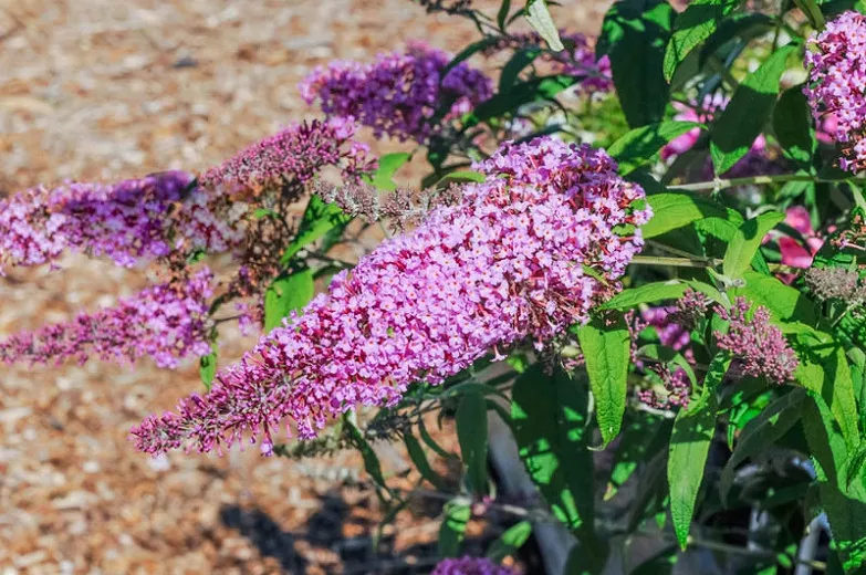 Buddleja davidii 'Pink Delight' (Butterfly Bush)