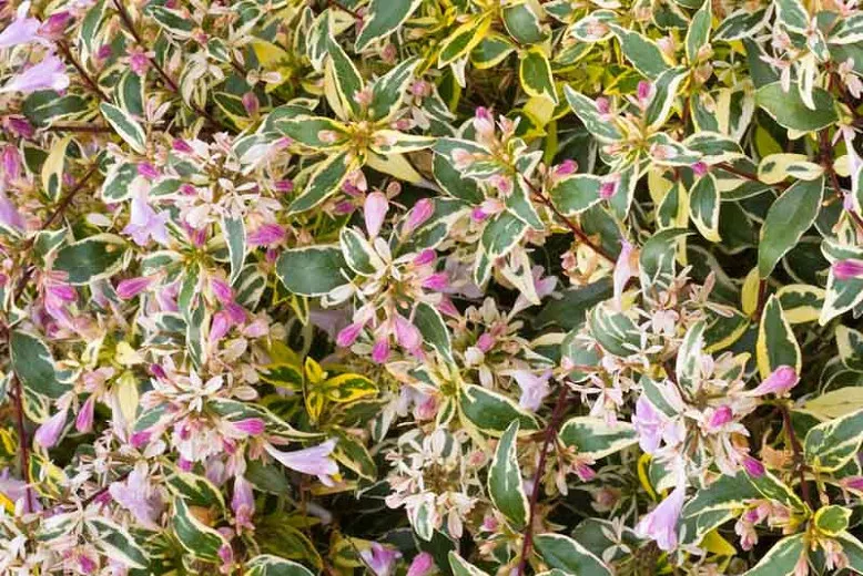Abelia x grandiflora 'Hopleys' (لامع أبيليا)