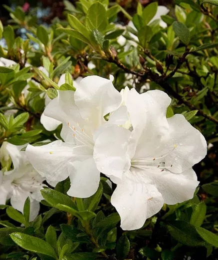 Rhododendron Encore® Autumn Ivory® (séria Encore Azalea)