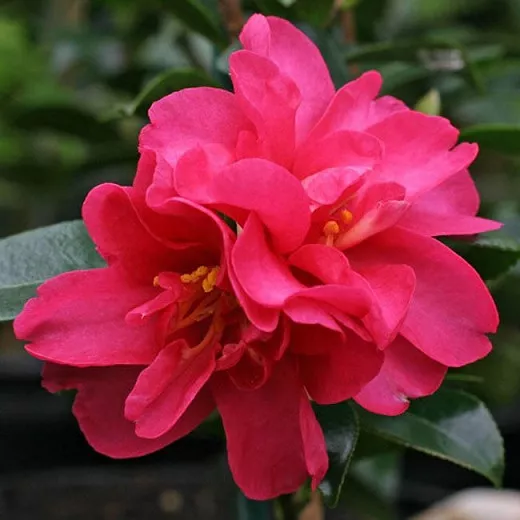 Camellia sasanqua 'Kanjiro