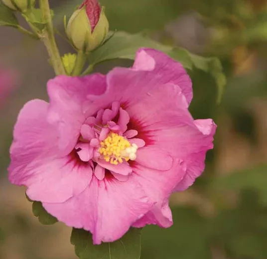 Hibiscus syriacus First Editions® TahitiTM (Rose of Sharon)
