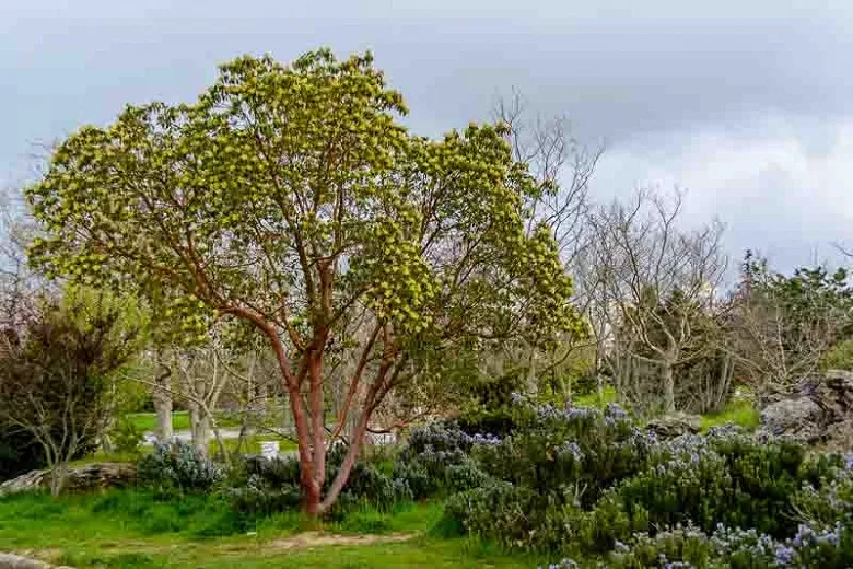 Arbutus andrachne (grécky jahodový strom)