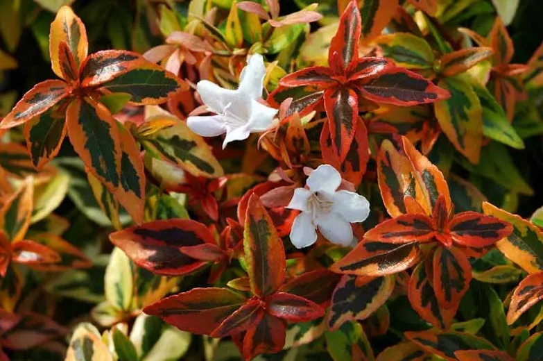 Abelia × grandiflora 'Kaleidoscope' (Abelia błyszcząca)