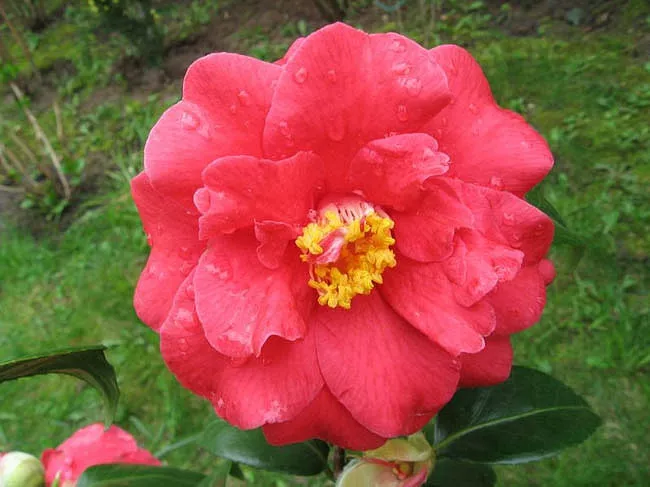 Camellia japonská „Don Mac“