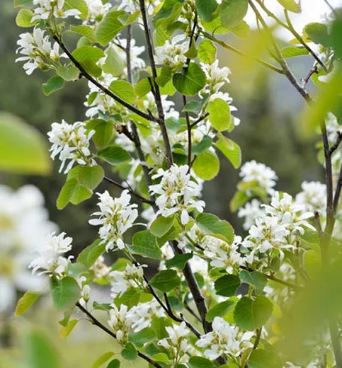 Amelanchier alnifolia 'Regent' (Serviceberry)