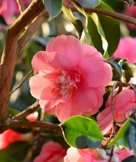 Camellia japonica 'Elegans