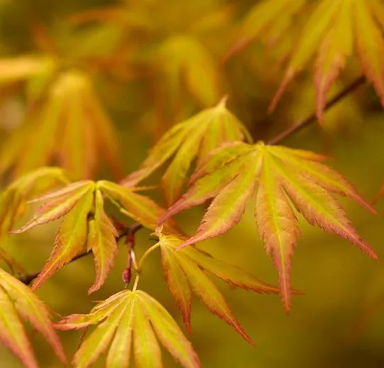 Acer palmatum 'Orange Dream' (japonský javor)