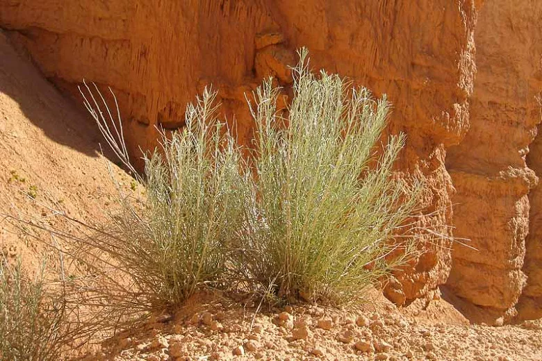 Artemisia filifolia (šocha piesočná)