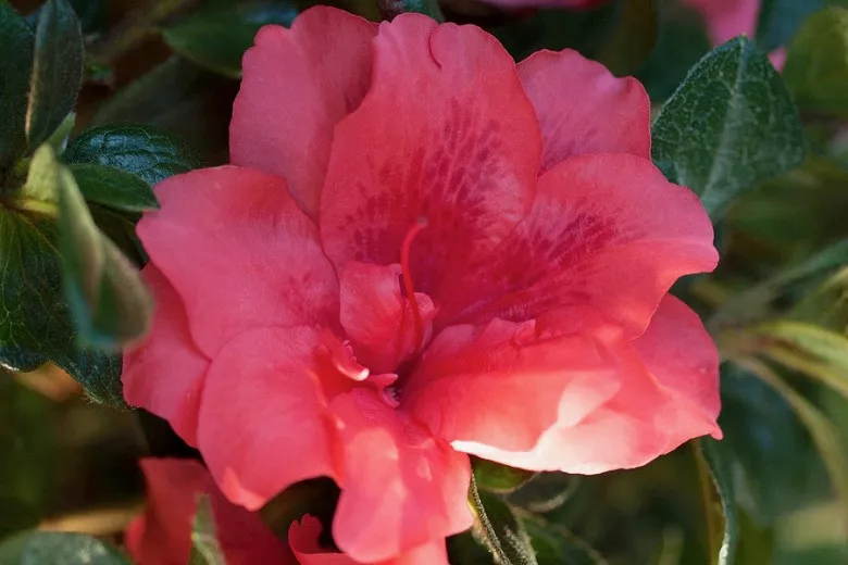 Rhododendron Encore® Autumn Princess™