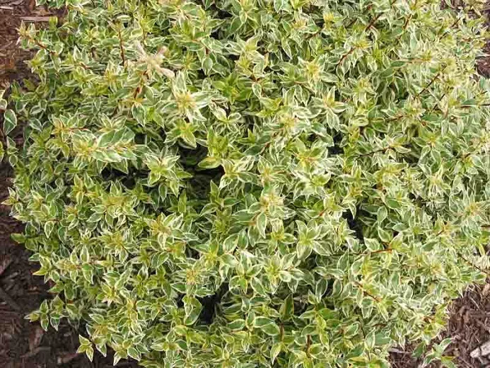 Abelia × grandiflora 'Radiance' (lesklá Abelia)
