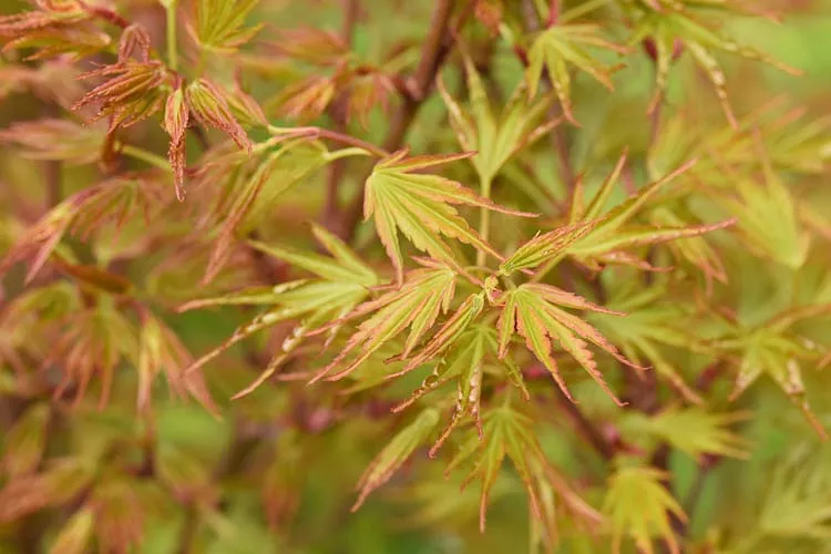 Acer palmatum 'Crippsii' (japonský javor)