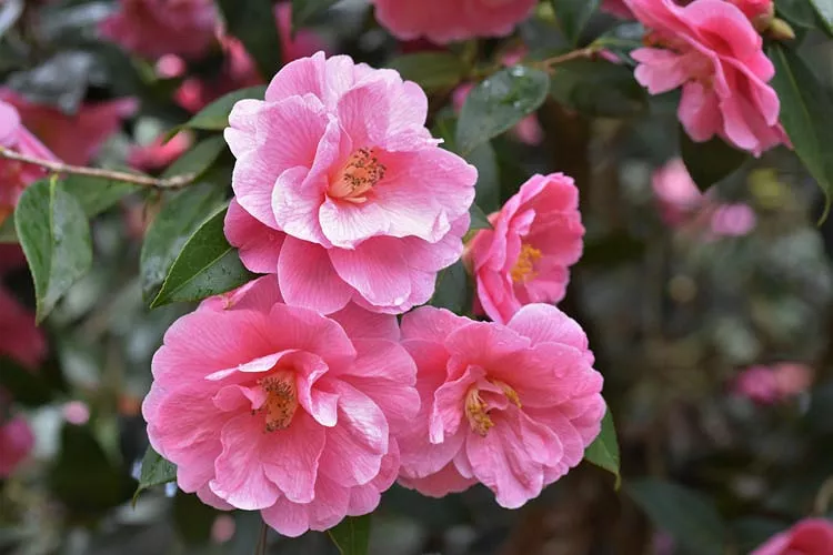 Camellia x williamsii „Darovanie“