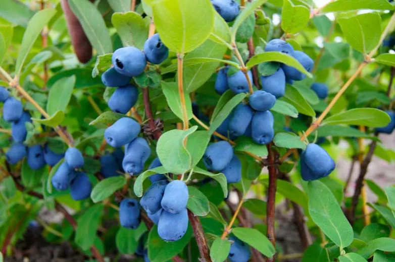Blue Lonicera 'Tundra' (Honeyberry)