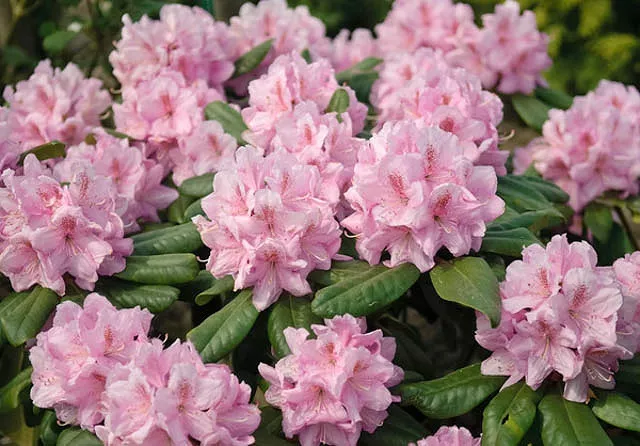 Rhododendron 'Scintillation