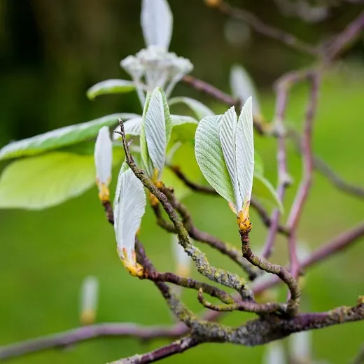 Sorbus ária 'Lutescens' (Whitebeam)