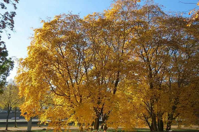 Acer platanoides (ノルウェーメープル)