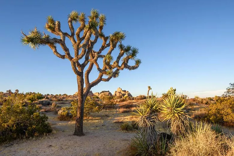 Yucca brevifolia (Joshua Tree)